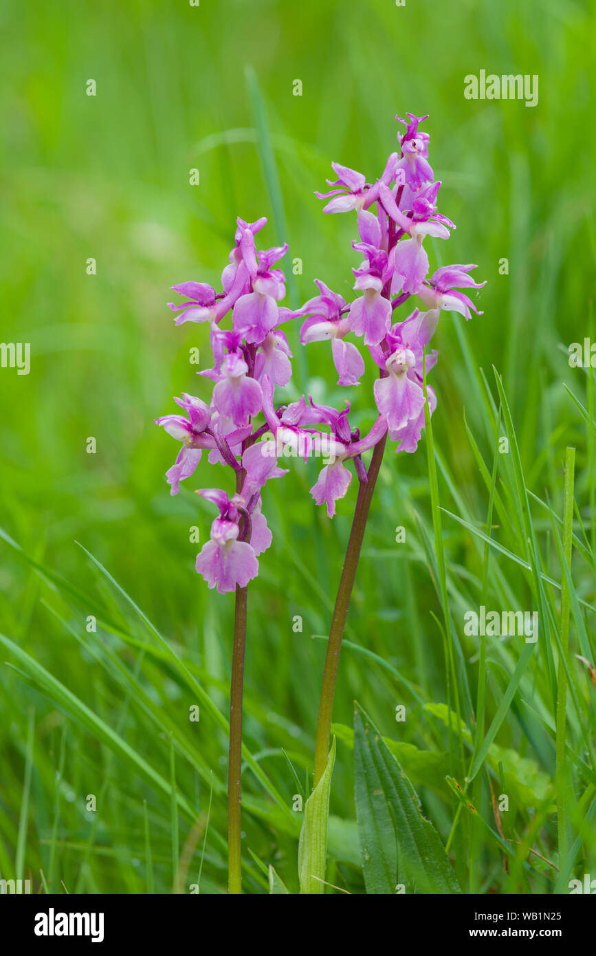 Inizio orchidee viola (Orchis mascula) nella prateria in velluto con fondo in Mendip Hills, Somerset, Inghilterra. Foto Stock