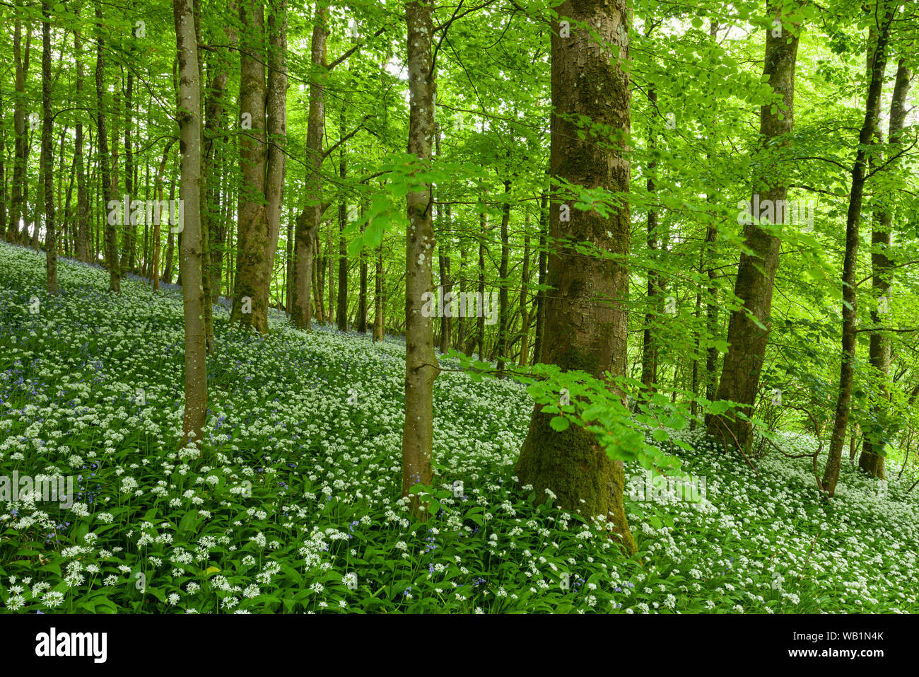 Ramsons in legno lungo il quale costituisce parte del Cheddar Gorge complesso in Mendip Hills, Somerset, Inghilterra. Foto Stock