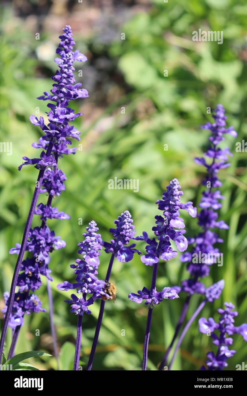 Lavanda in un giardino murato Foto Stock
