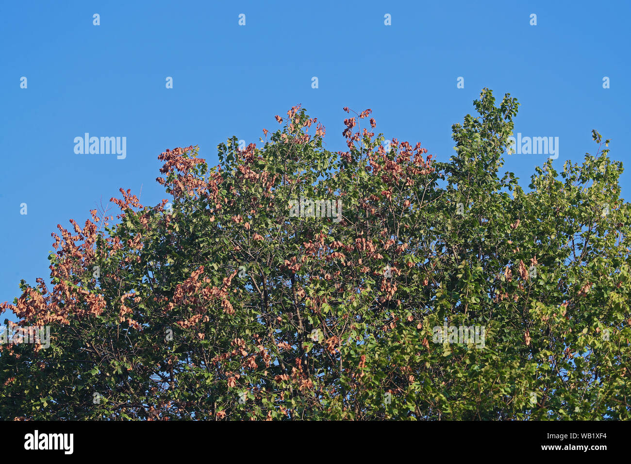 Foglie su un morente elm tree latino ulmus o frondibus ulmi affetti da malattia dell'olmo olandese chiamato anche grafiosi del olmo in Italia Foto Stock