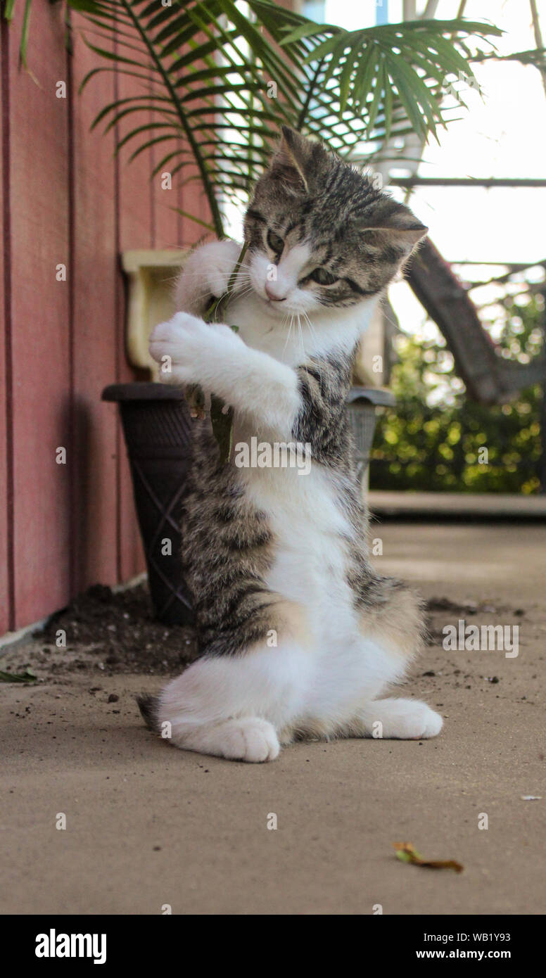 Gatto a strisce con coda corta a giocare al di fuori Foto stock - Alamy