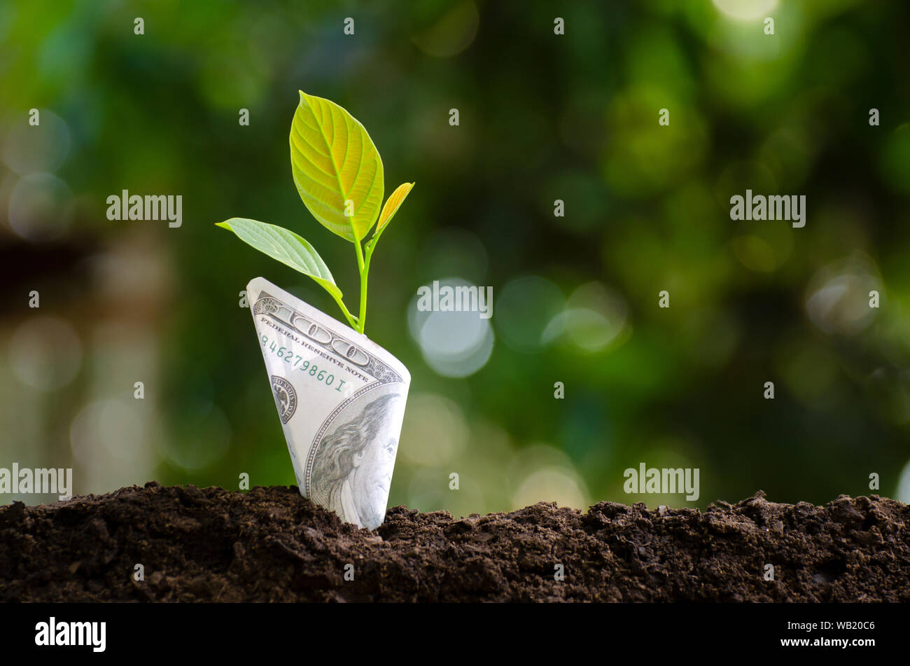 Banconote tree immagine della banconota con coltivazione di piante in alto per il business green fondo naturale di risparmiare denaro e di investimento Concetto finanziario Foto Stock