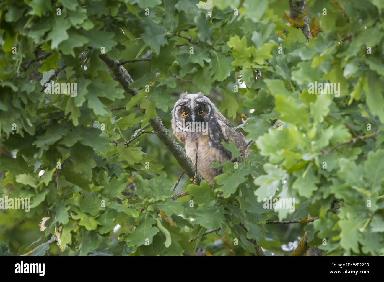 Gufo comune (Asio otus) Foto Stock