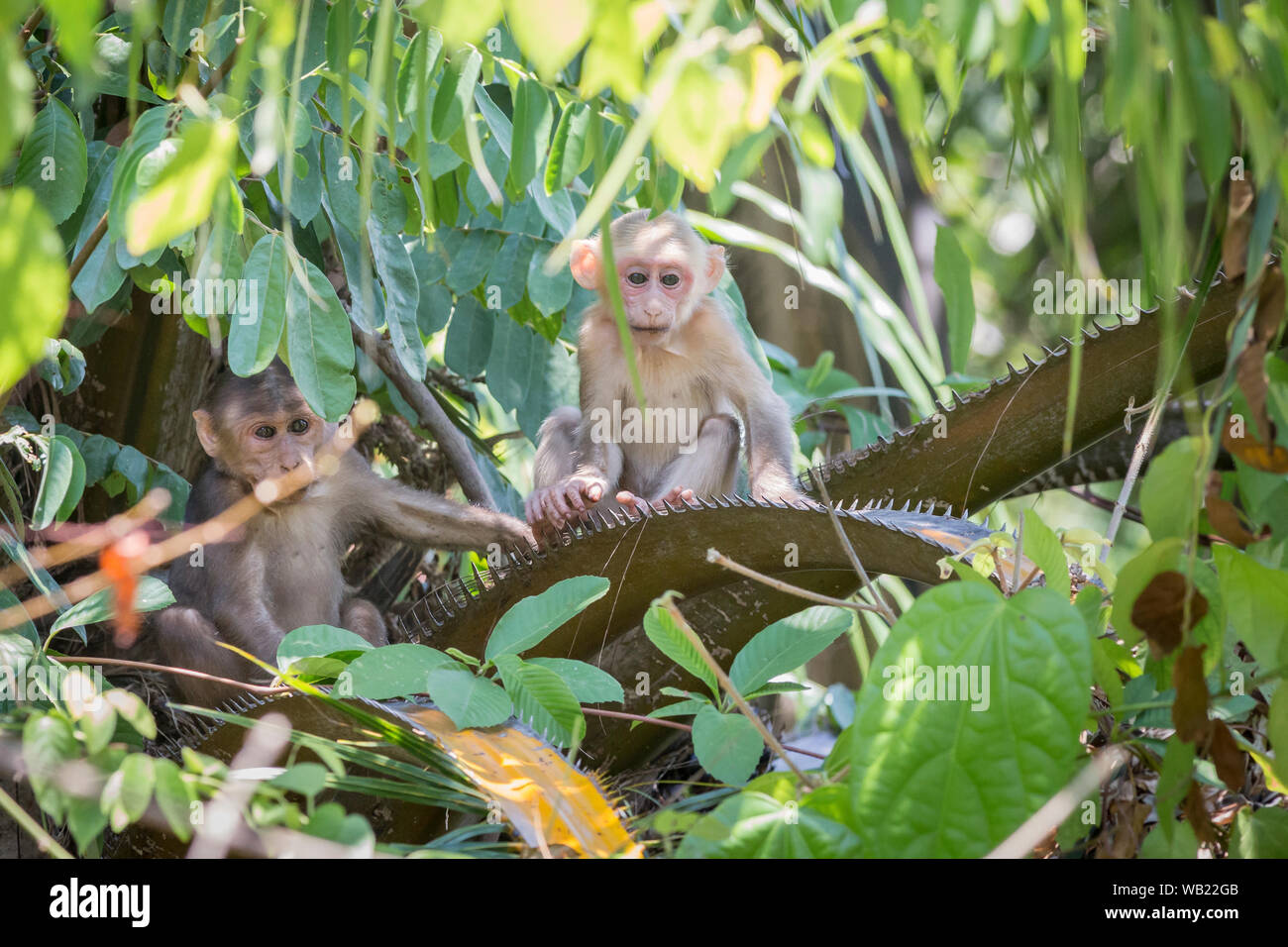 Il moncone-coda macaque, (Macaca arctoides) Foto Stock