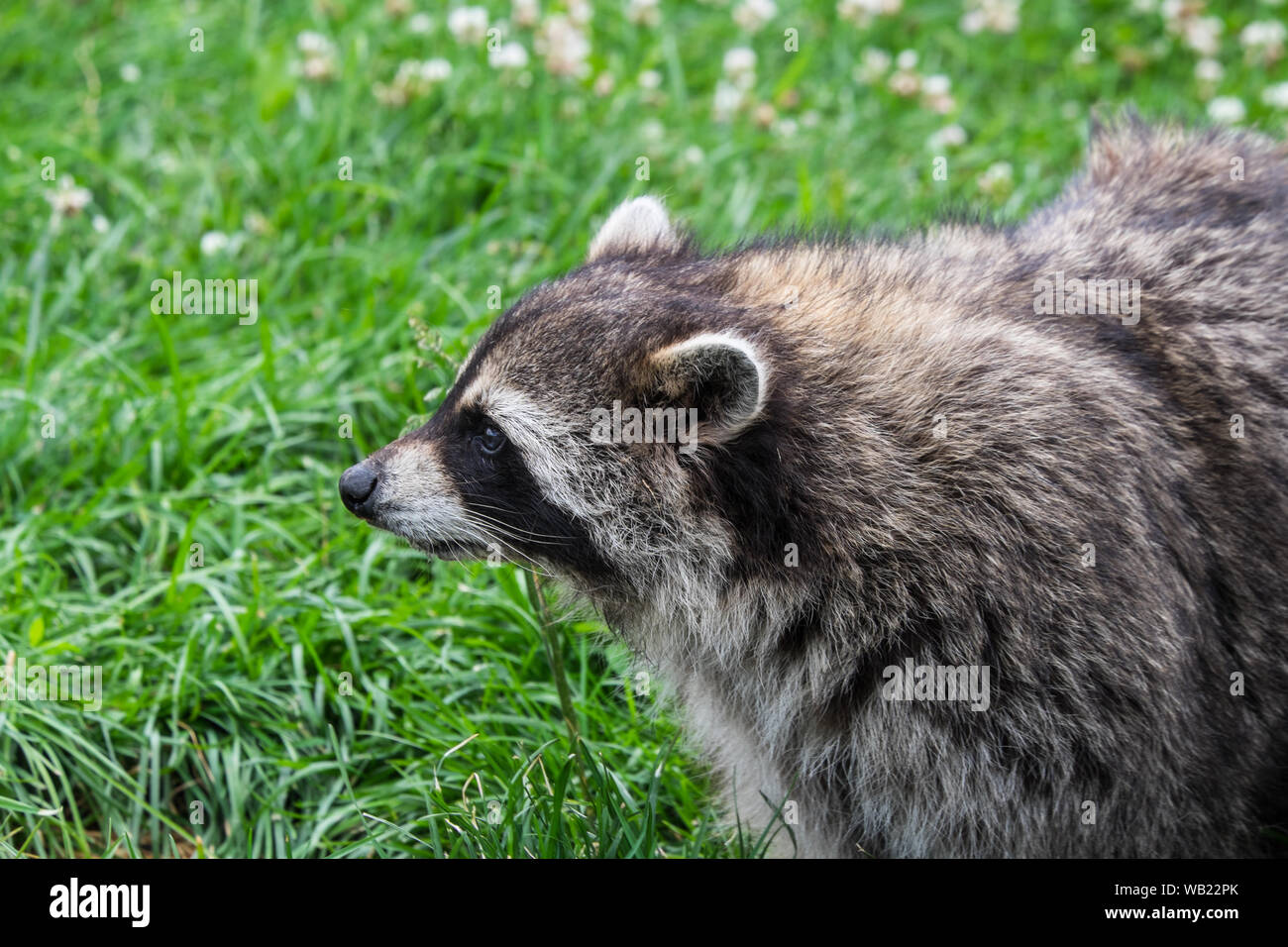 Raccoon in erba Foto Stock