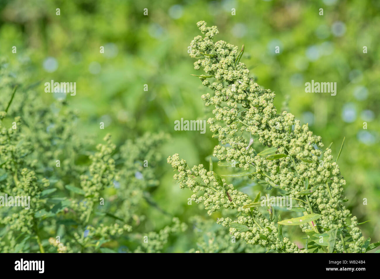 Ammassato il seeding capi di Fig-lasciato / Goosefoot Chenopodium ficifolium. Abbastanza comune agricolo di erbaccia e membro della famiglia Goosefoot di piante. Foto Stock