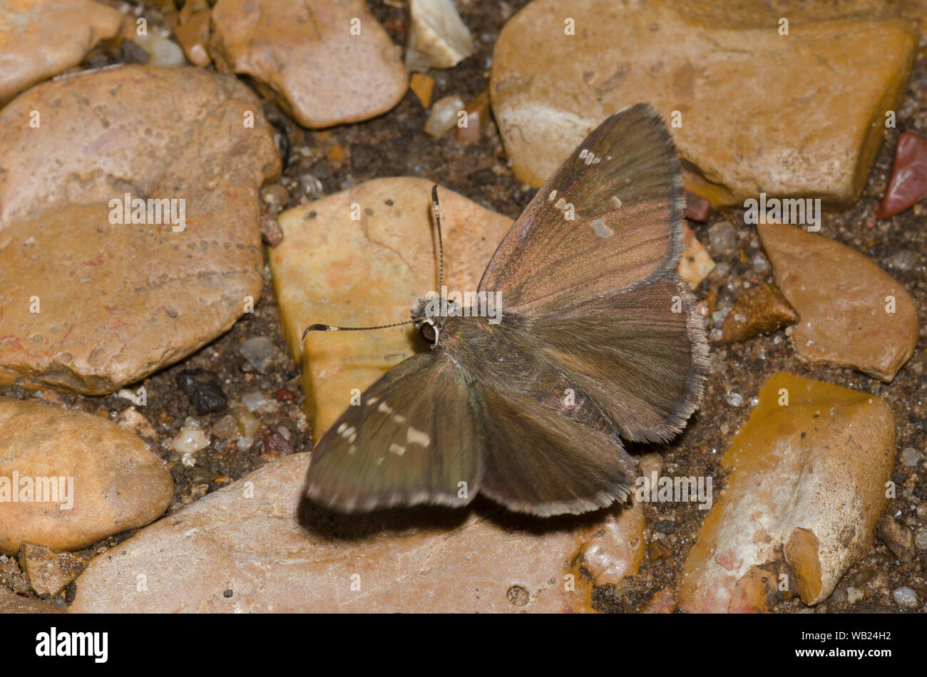 Outis Skipper, Cogia outis, prendere il volo Foto Stock