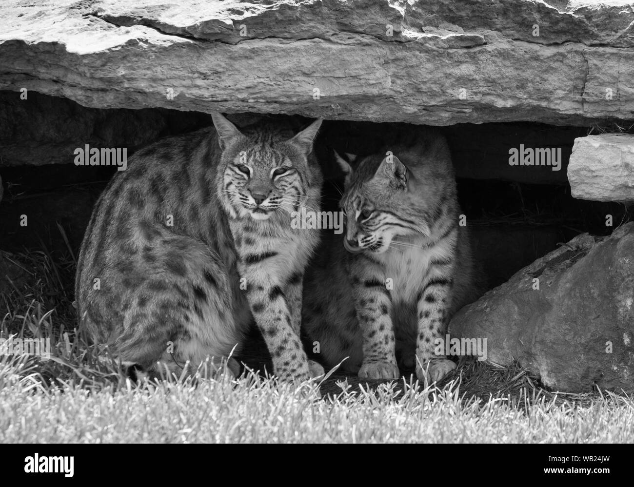 Coppia di Bob Gatti Foto Stock