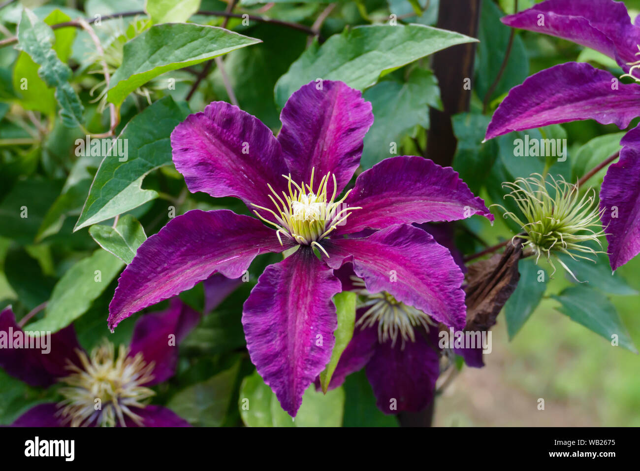 Waldrebe, Clematis Blüte in rosa lila Foto Stock