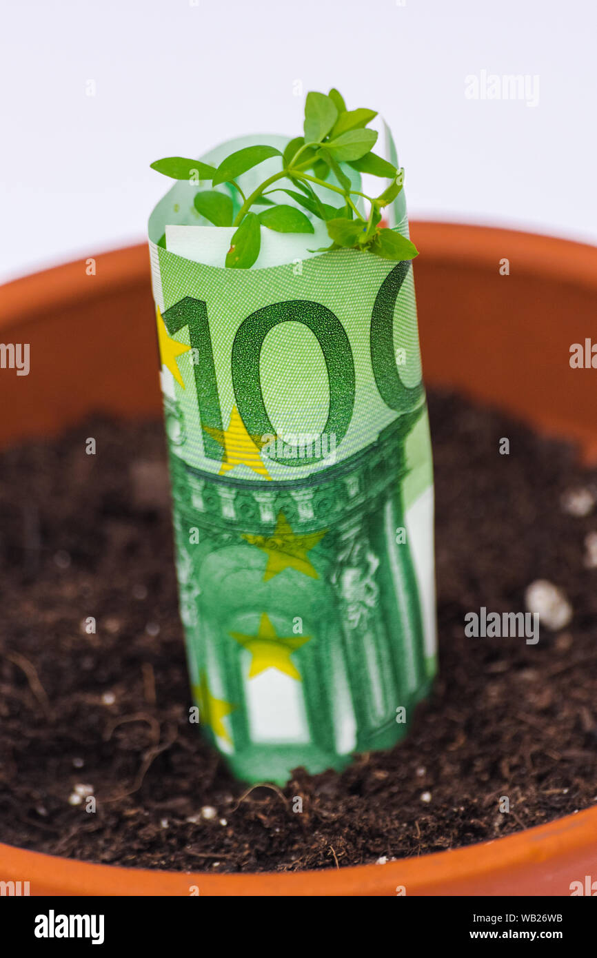Un centinaio di euro bill, con vegetazione che cresce in un vaso di ceramica Foto Stock