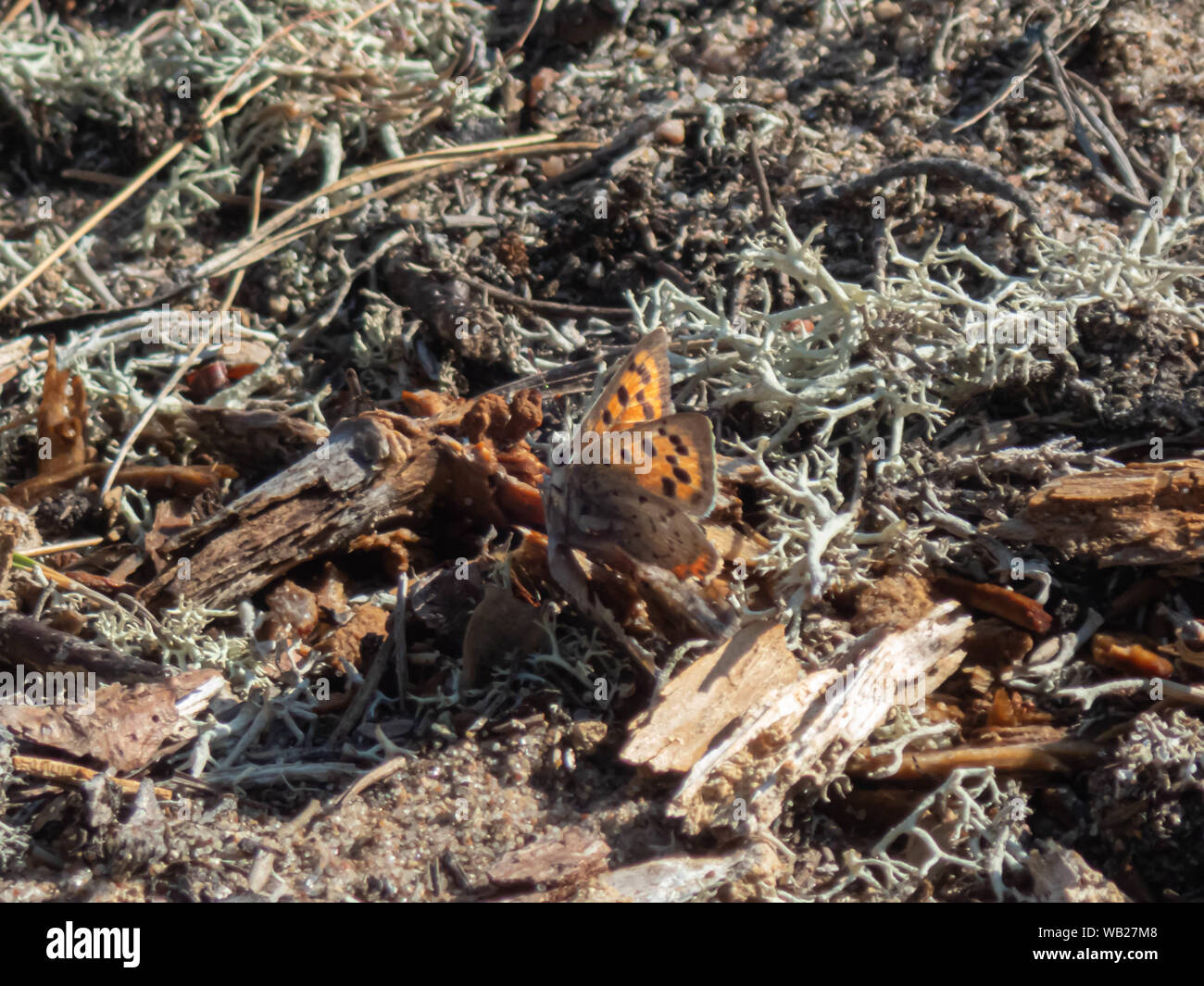 Colorata little butterfly cerca di umidità nella sabbia,Nord Pohjanmaa, isola di Hailuoto, Finlandia Foto Stock