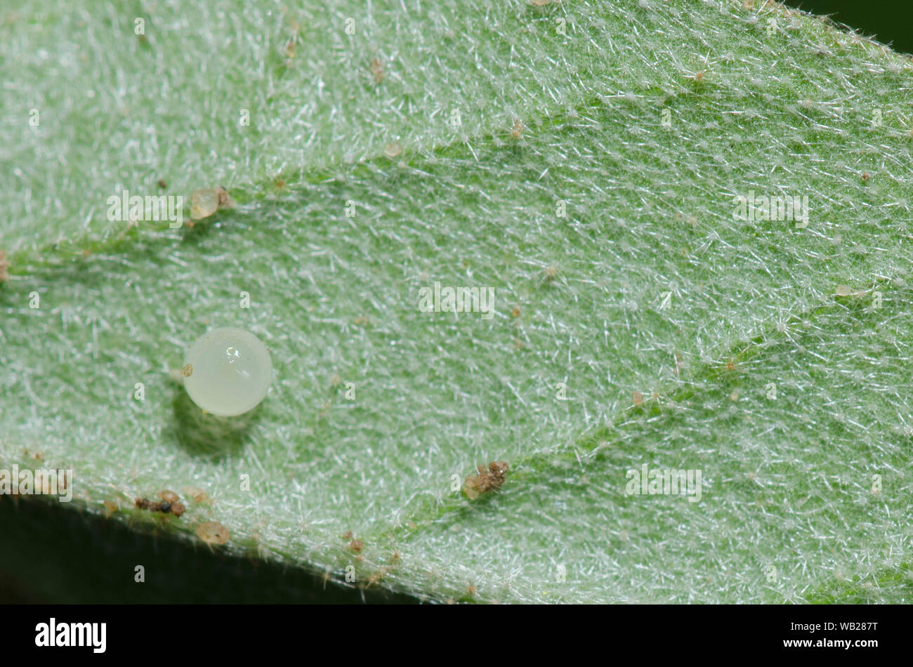 Goatweed Leafwing, Anaea andria, appena depositato su di uovo Croton, Croton sp. Foto Stock