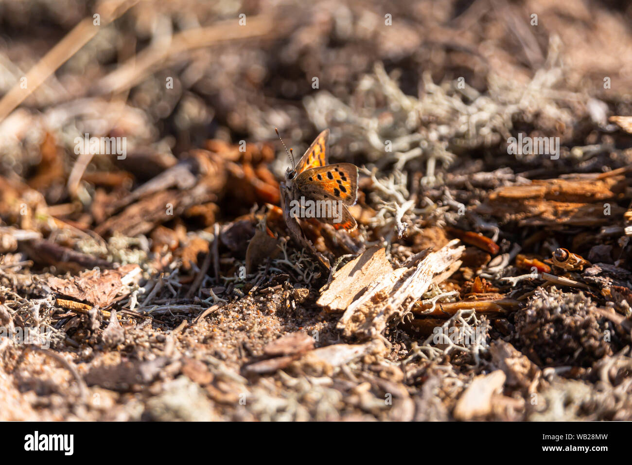 Colorata little butterfly cerca di umidità nella sabbia,Nord Pohjanmaa, isola di Hailuoto, Finlandia Foto Stock