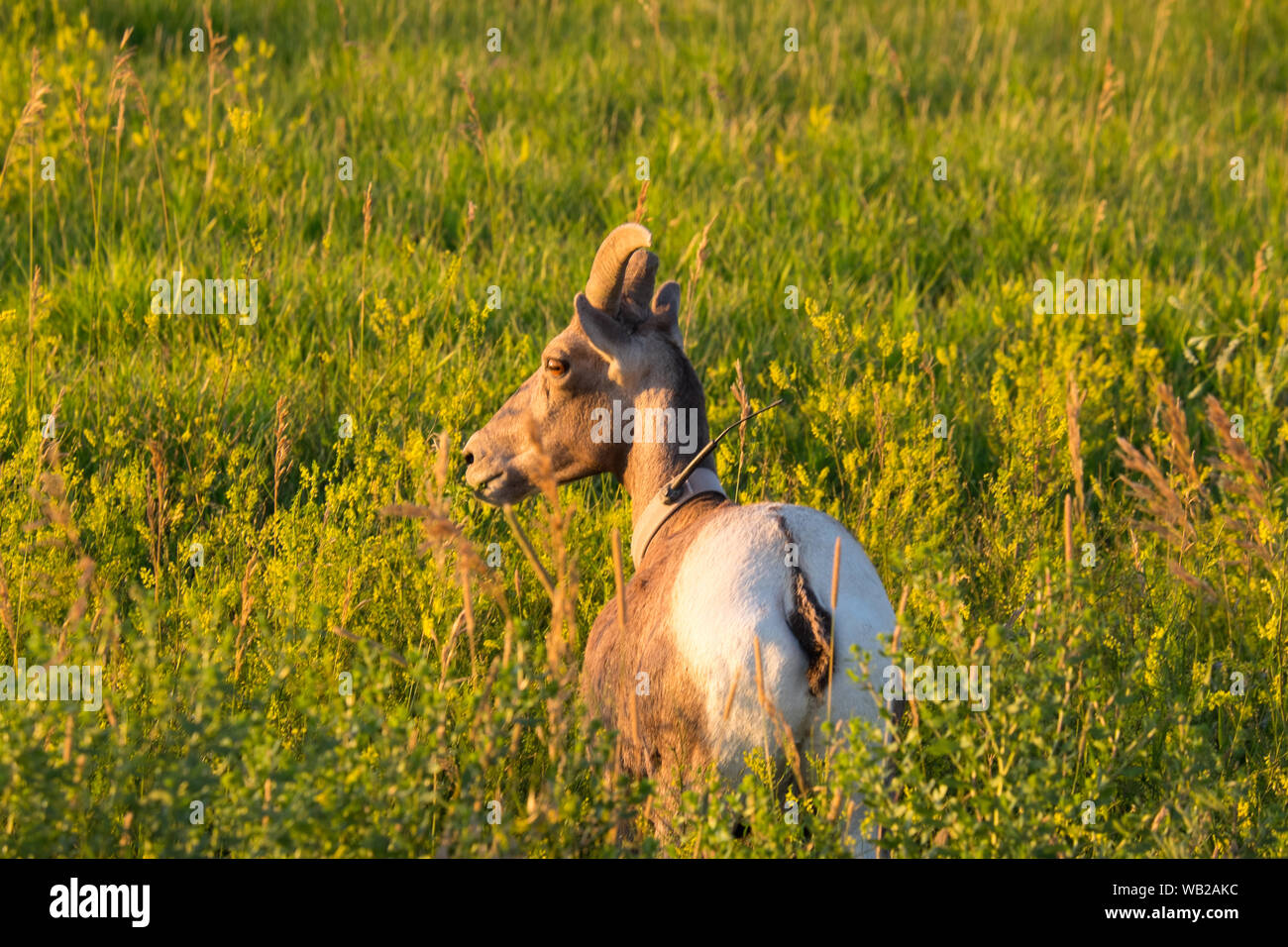 Bighorn Sheep nel South Dakota Badlands: Progetto di ricerca per monitorare la loro salute e longevità Foto Stock