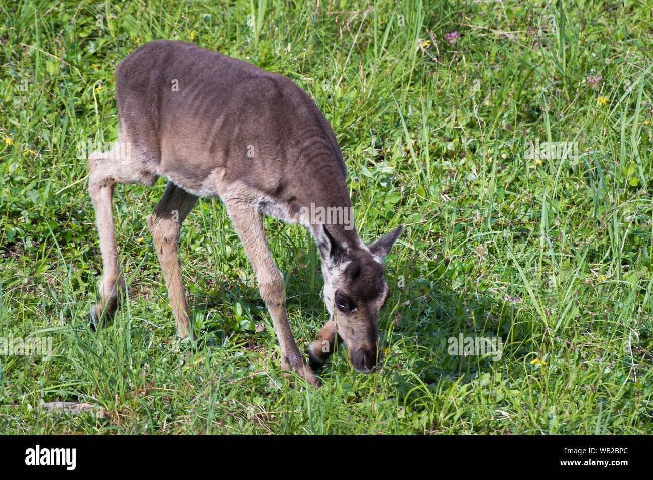 Yukon, Canada - Luglio 23, 2016: Il Porcupine Caribou herd estate migrazione attraverso Yukon artico del pendio nord della regione. Foto Stock