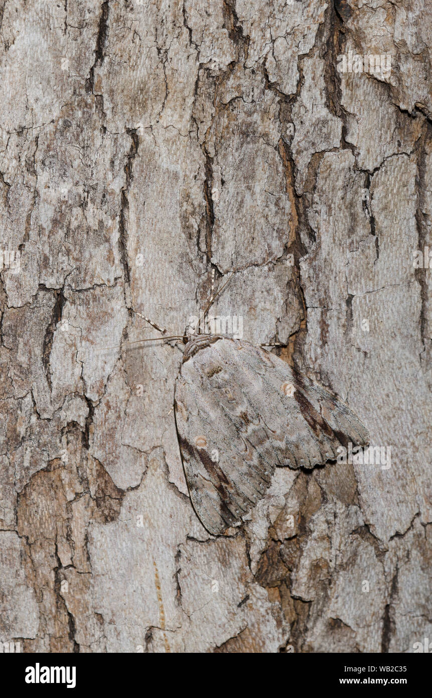 Triste Underwing, Catocala maestosa, un tipo di tarma mimetizzata sulla corteccia di albero Foto Stock