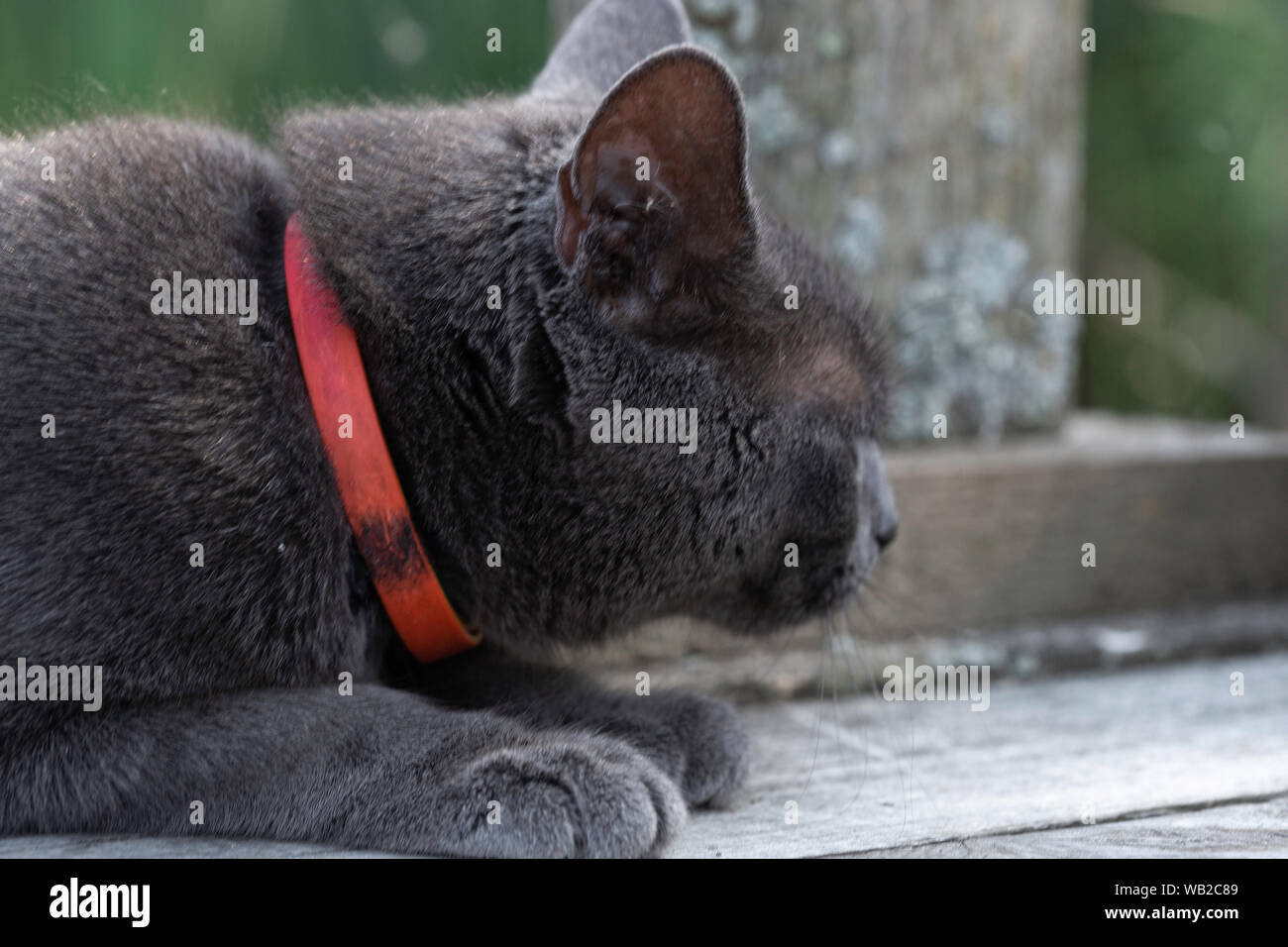 Nero Bella cat Foto Stock