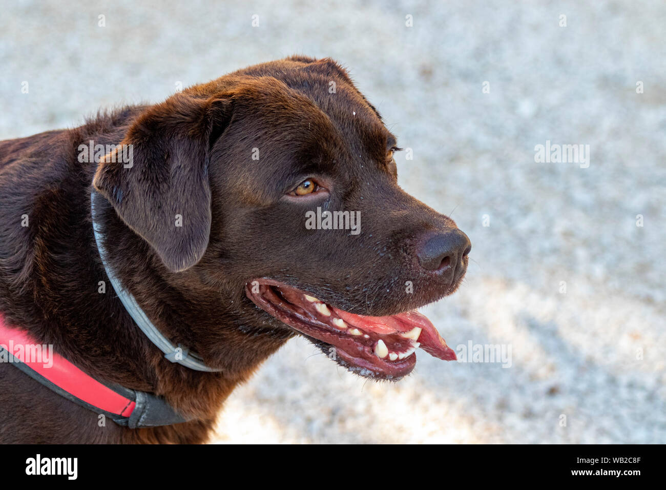 Il Labrador è attesa per il suo proprietario Foto Stock