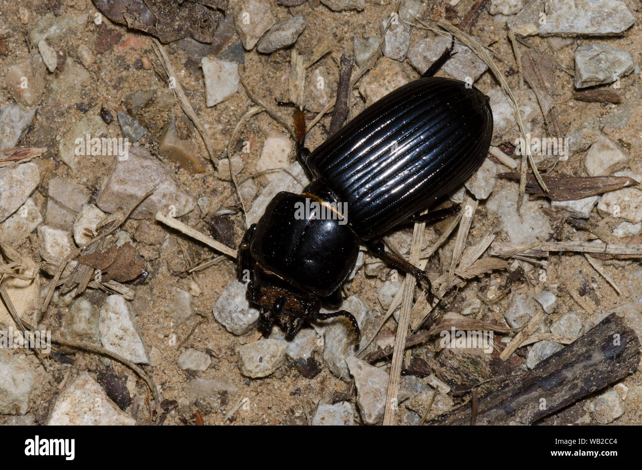 Bess Beetle, AKA cornuto Passalus, Odontotaenius disjunctus Foto Stock