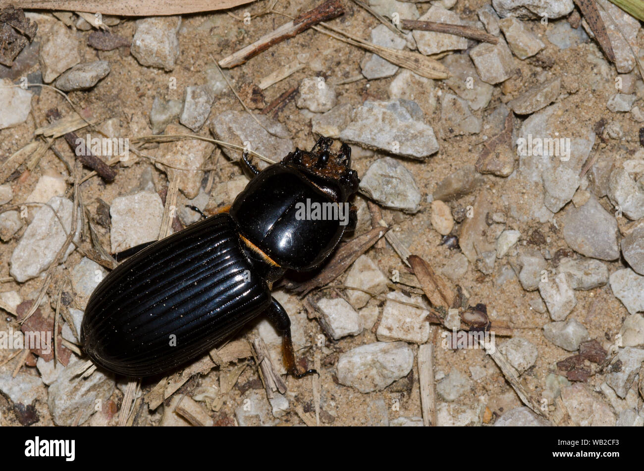 Bess Beetle, AKA cornuto Passalus, Odontotaenius disjunctus Foto Stock