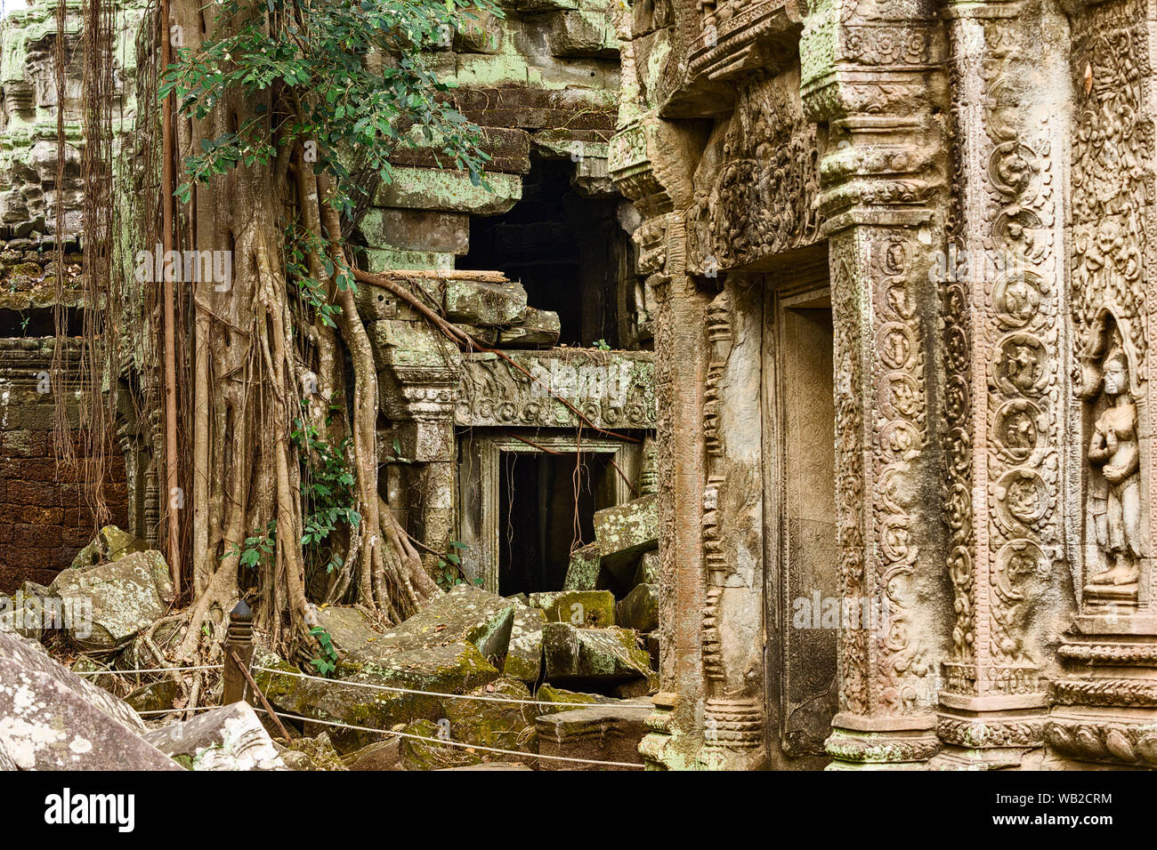 Le gigantesche radici su intricate sculture di pietra in Ta Prohm tempio in Siem Reap, Cambogia Foto Stock