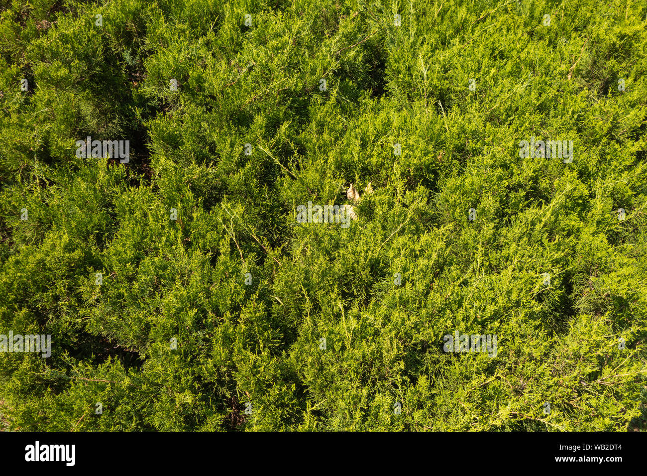 Lo sfondo da piante verdi. Hedge. Creative sfondo vintage Foto Stock