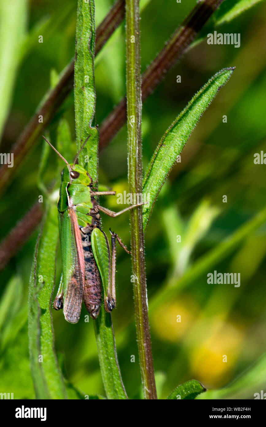 Verde comune Grasshopper - Omocestus viridulus, Immagine presa il 11 luglio 2019 a Whisby Nature Park. Foto Stock