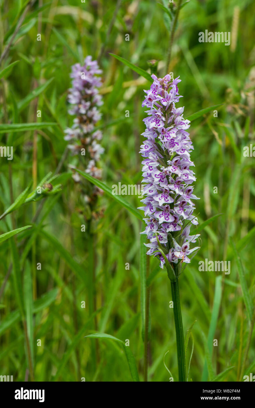 Nativo di orchidea palustre - Dactylorhiza fuchsii / Comune Spotted Orchid: Immagine presa il 11 luglio 2019 a Whisby Nature Park. Foto Stock