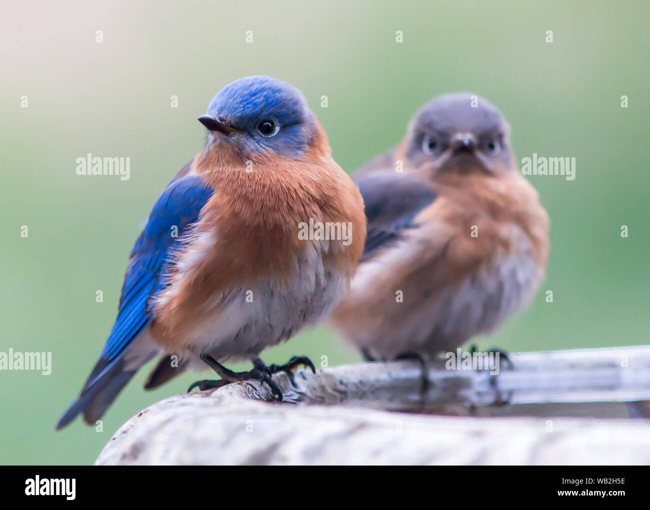 Posta A e femmina Bluebird orientale appollaiato su un bagno di uccello. Foto Stock