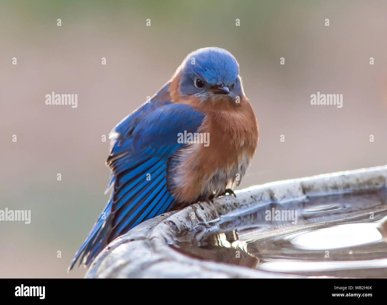 Un maschio di bluebird con un look infastiditi posatoi su un bagno di uccello. Foto Stock