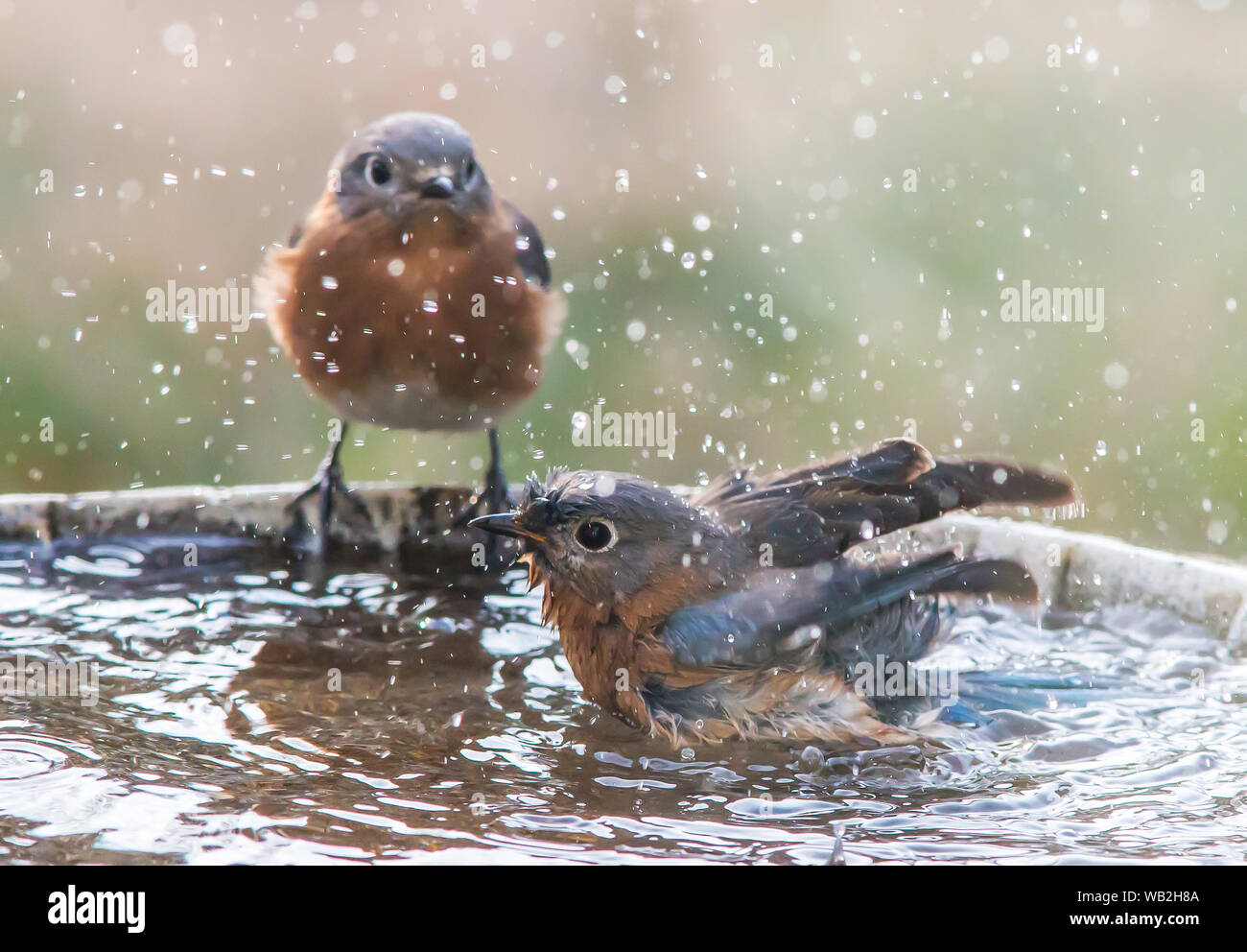Un femail blue bird schizzi in un bagno di uccelli mentre una seconda donna attende il suo turno. Foto Stock
