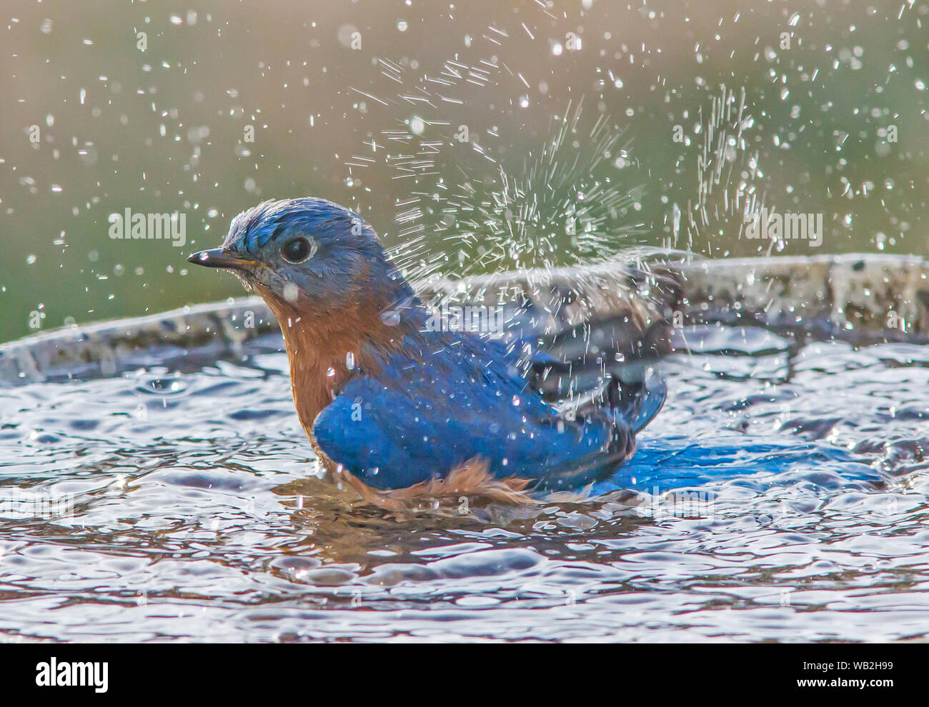 Un Far Eastern Bluebird spruzzi in un bagno di uccello. Foto Stock