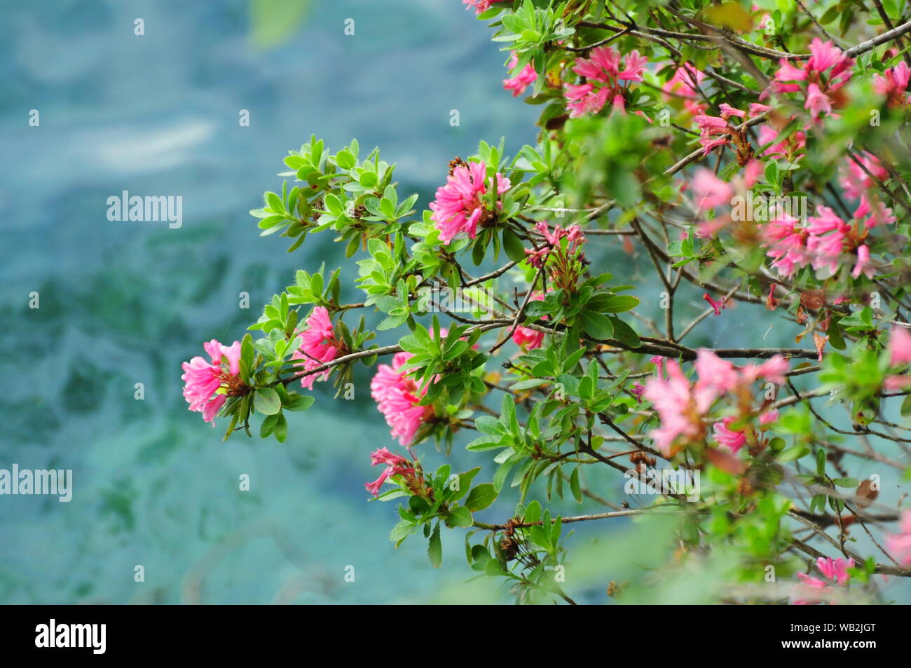 Rhododendron appesa sopra l'acqua Foto Stock