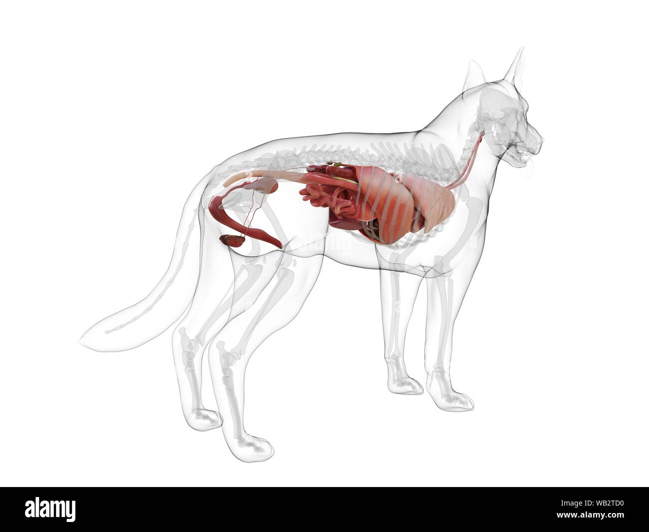 Anatomia del cane, illustrazione del computer. Foto Stock