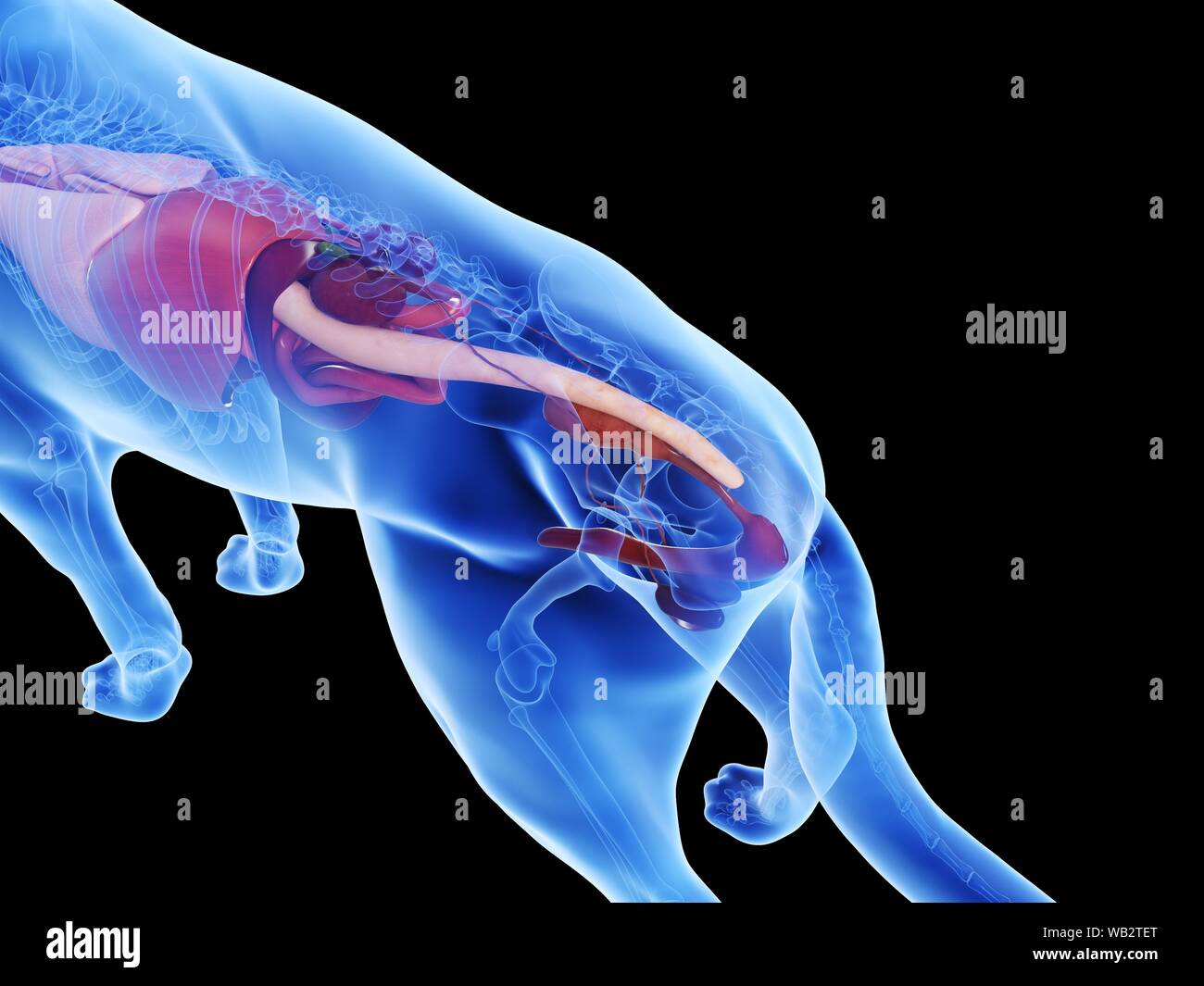 Anatomia del cane, illustrazione del computer. Foto Stock