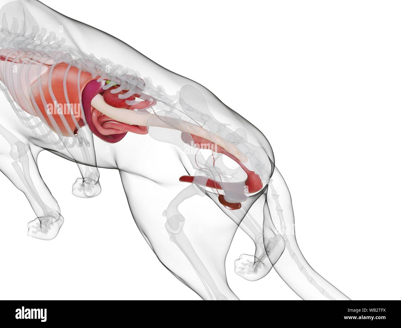 Anatomia del cane, illustrazione del computer. Foto Stock