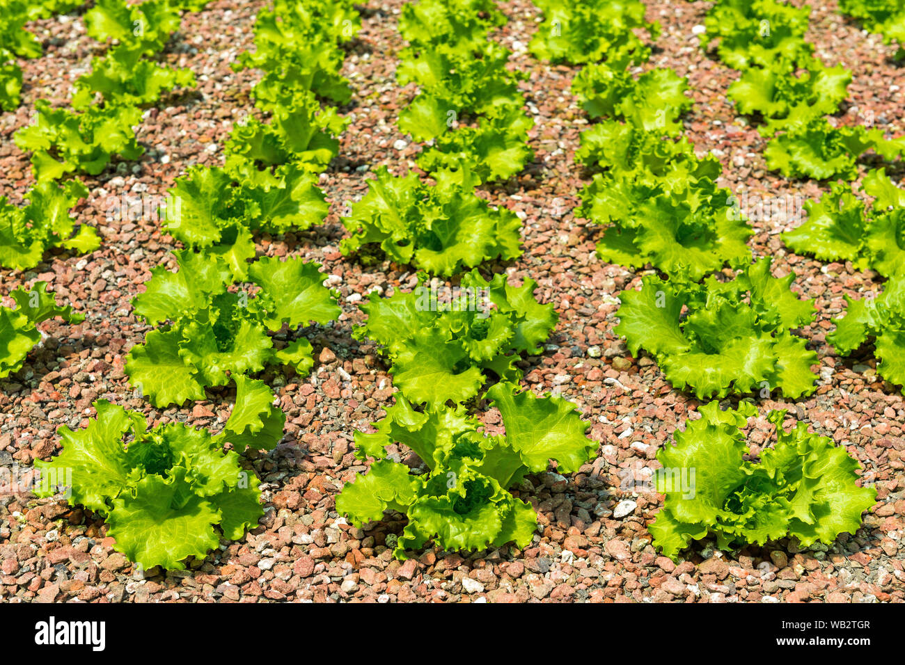 Organic homegrown lattuga in un orto. Foto Stock