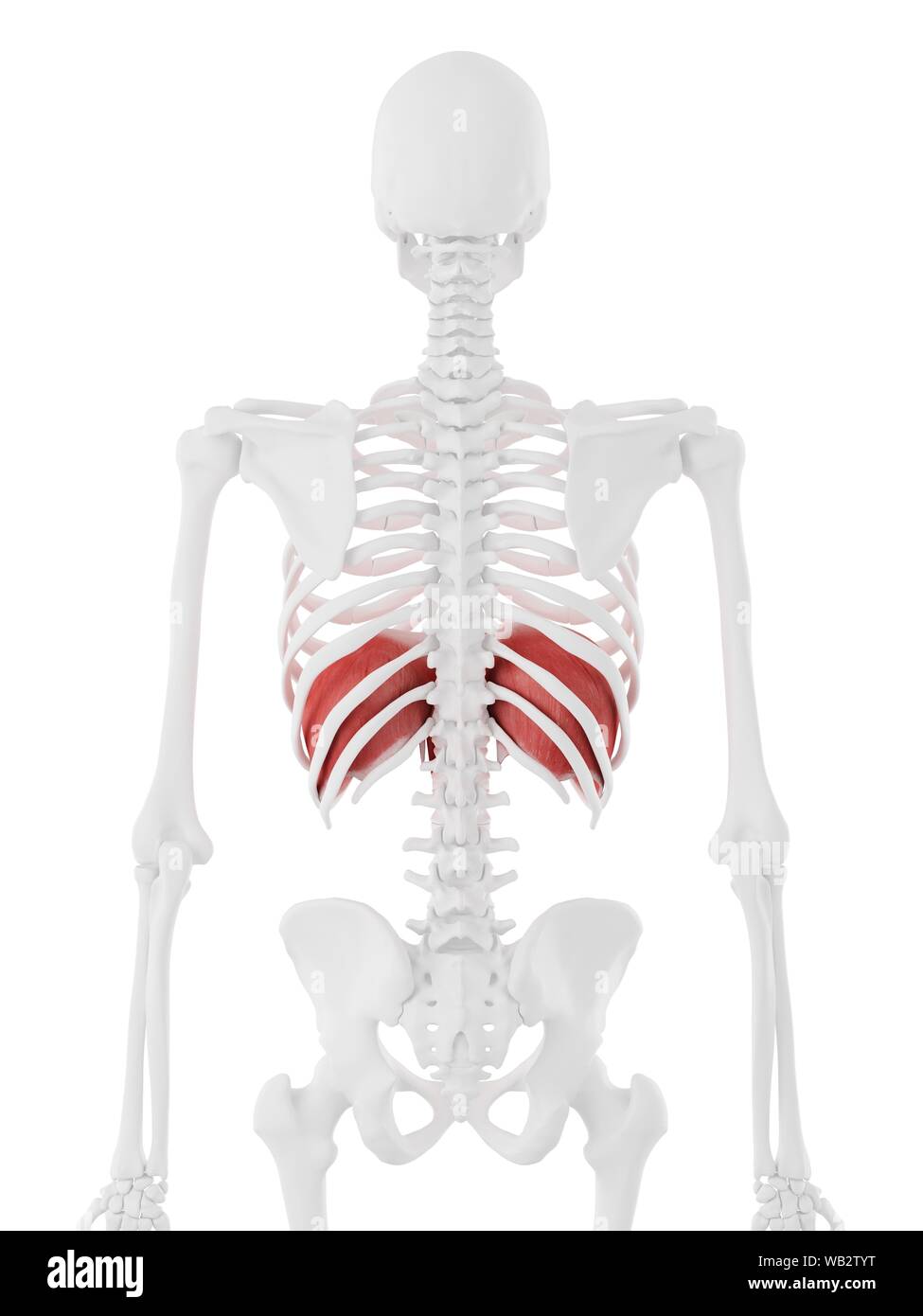 Il diaframma, illustrazione del computer. Foto Stock