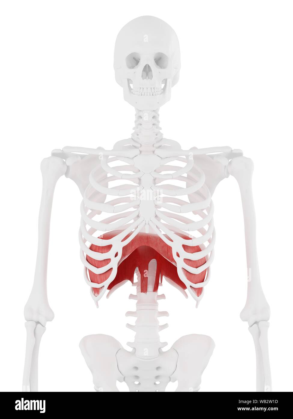 Il diaframma, illustrazione del computer. Foto Stock