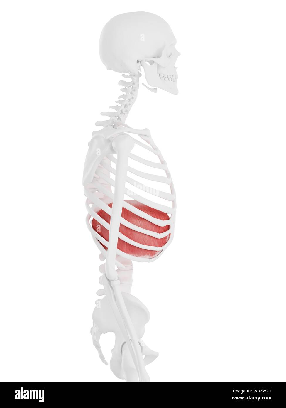 Il diaframma, illustrazione del computer. Foto Stock