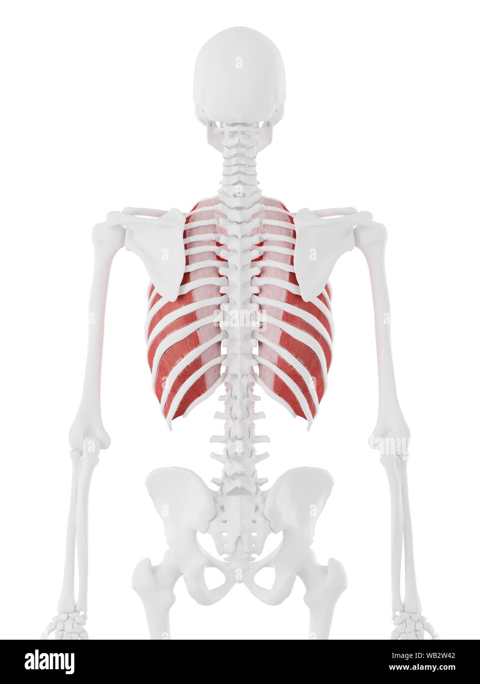 Interno muscoli intercostali, illustrazione del computer. Foto Stock