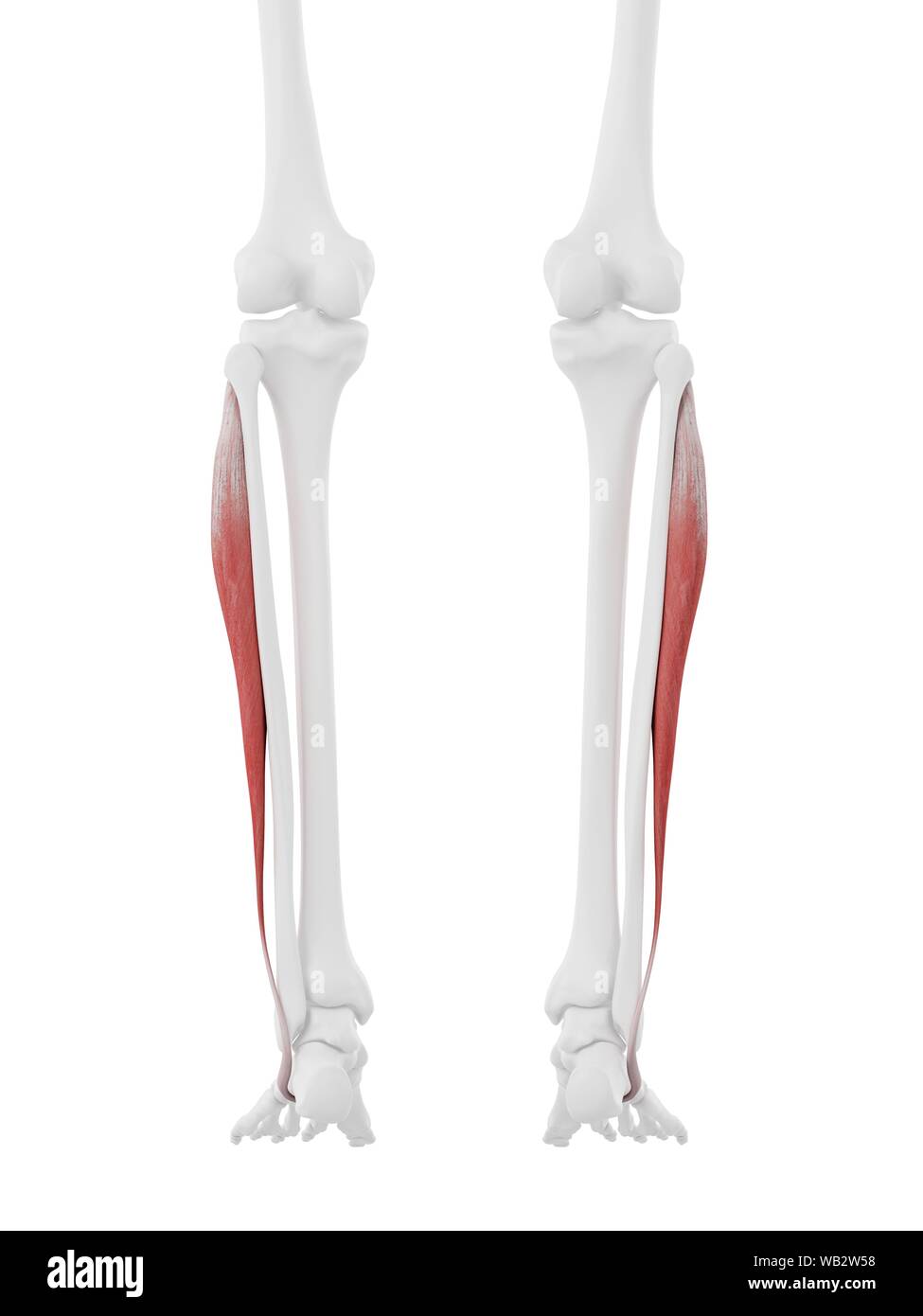 Peroneus longus muscolo, illustrazione del computer. Foto Stock