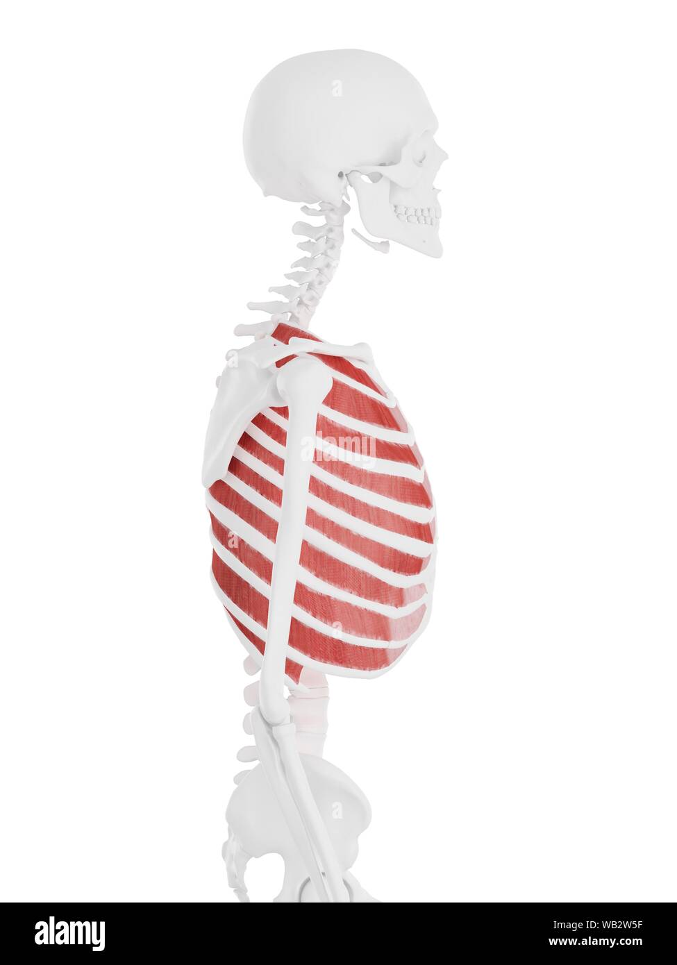 Esterno il muscolo intercostali, illustrazione del computer. Foto Stock