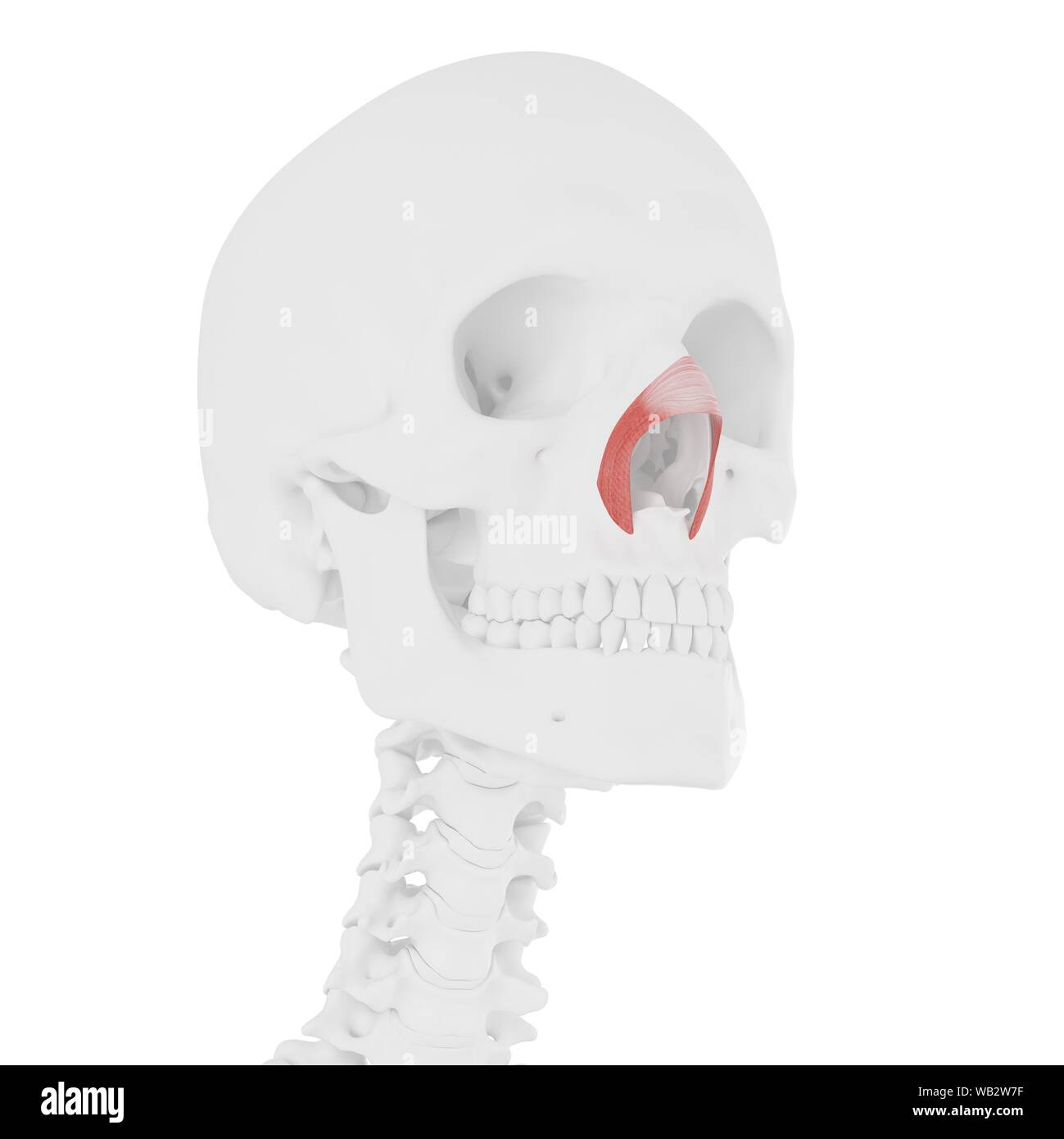 Nasalis muscolo trasversale, illustrazione del computer. Foto Stock