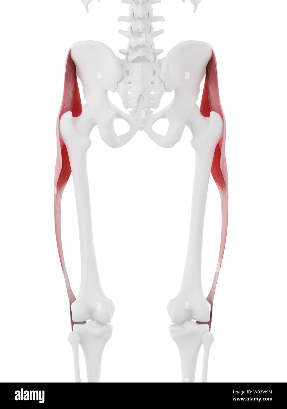 Tensore della fascia lata muscolo, illustrazione del computer. Foto Stock