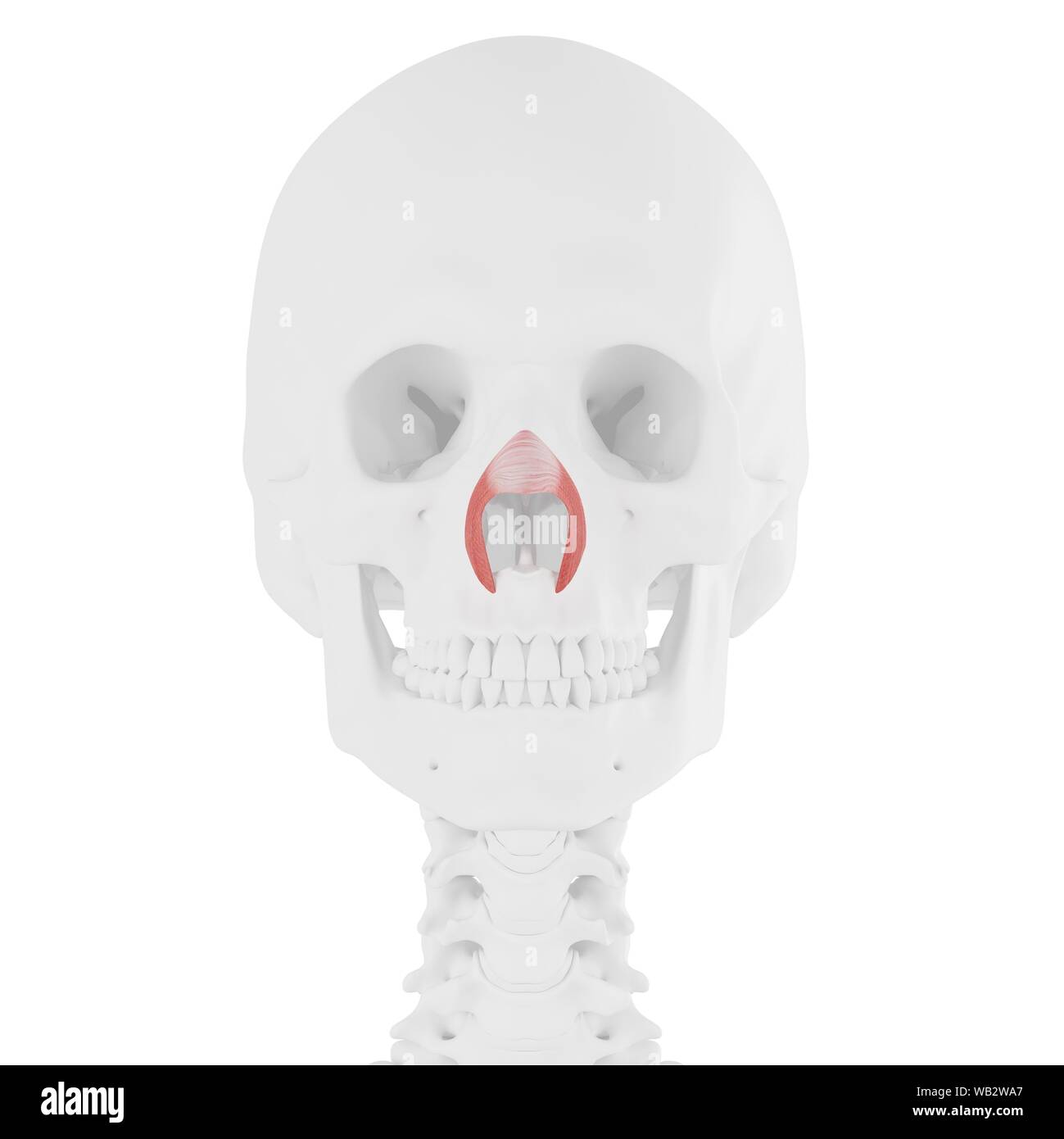 Nasalis muscolo trasversale, illustrazione del computer. Foto Stock