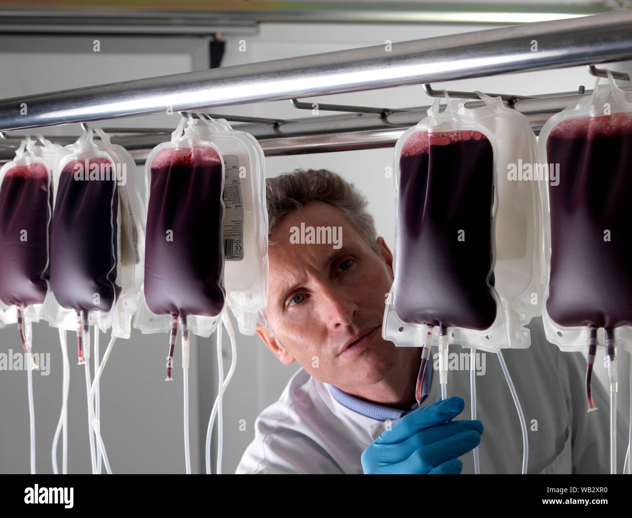 Il sangue del donatore di elaborazione. Il donatore il sangue viene separato nei suoi componenti. Foto Stock