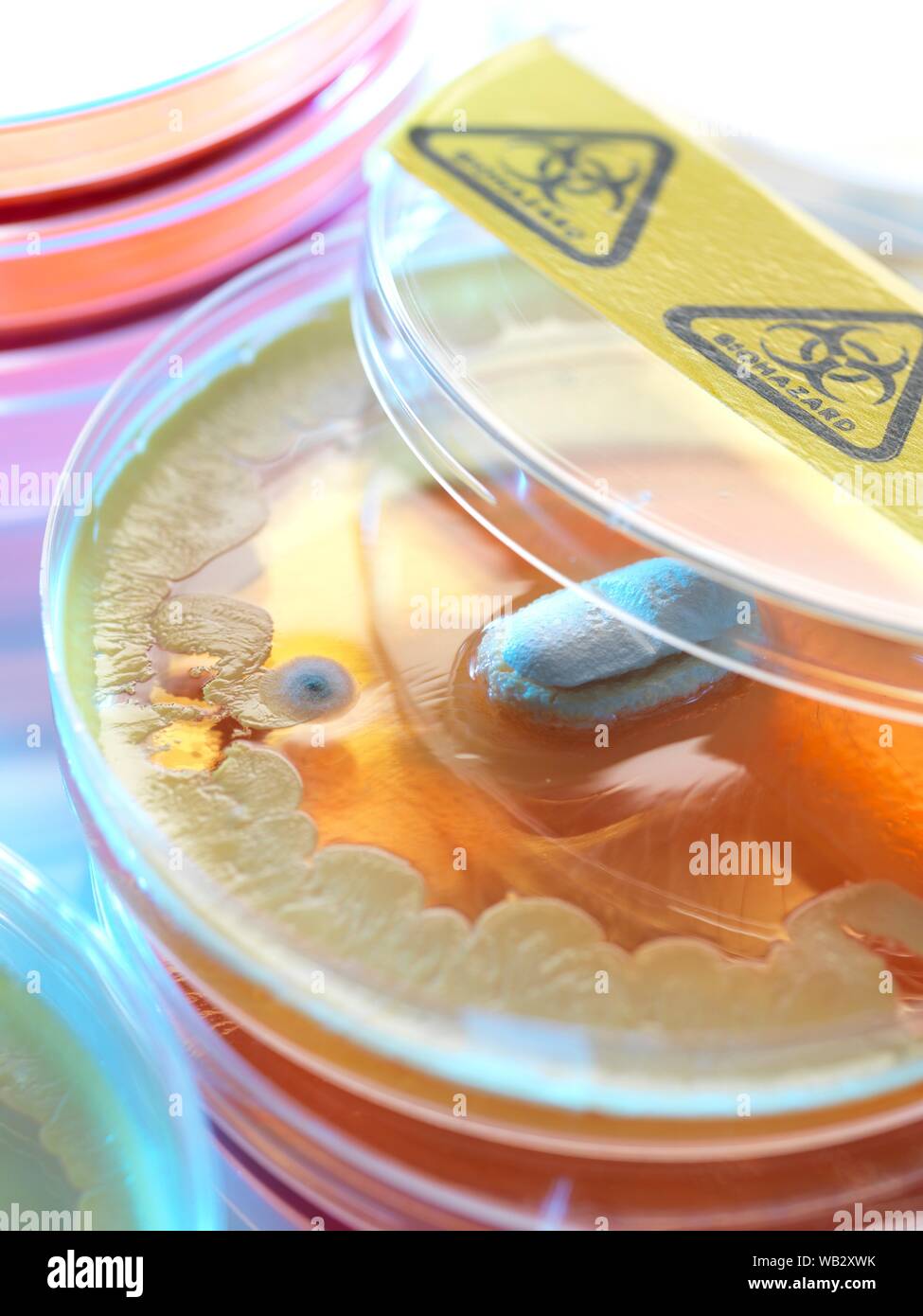 Test di antibiotico, immagine concettuale. Foto Stock