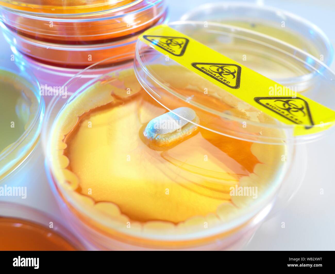 Test di antibiotico, immagine concettuale. Foto Stock