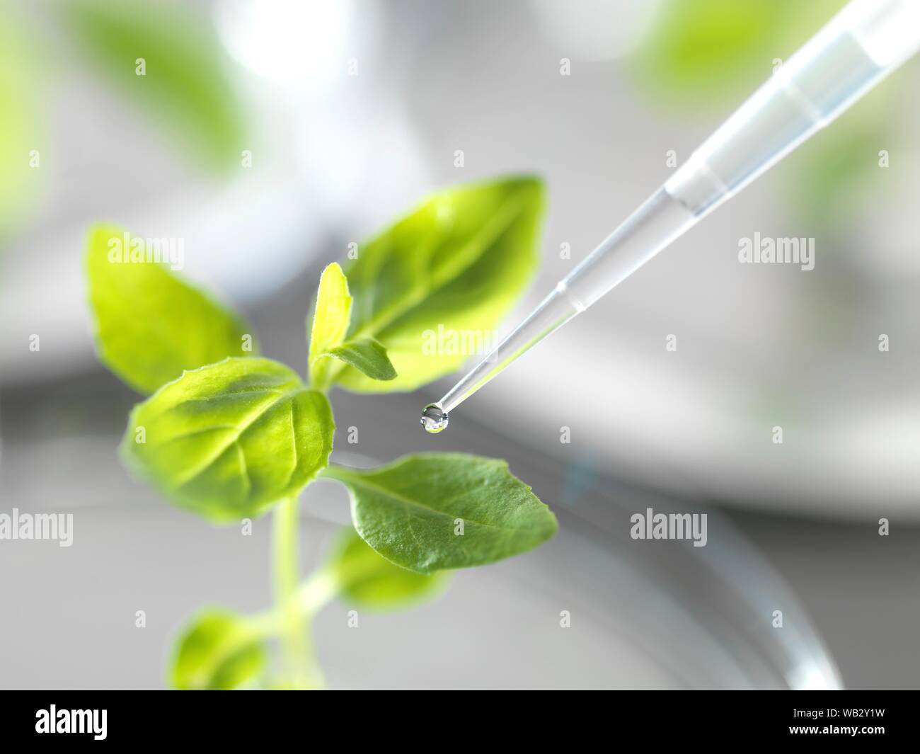 Scienza delle piante immagini e fotografie stock ad alta risoluzione - Alamy